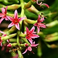 Lumnitzera x rosea (hybrid between littorea and racemosa) in White Rock Cairns. <br />Canon KDX (400D) + EFS60 F2.8 + SPEEDLITE 380EX